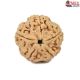 Natural 5 Mukhi Rudraksha 