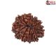 Natural Nepali 11 Mukhi Rudraksha