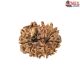Natural Nepali 11 Mukhi Rudraksha