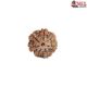 Natural Nepali 6 Mukhi Rudraksha