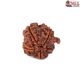 Natural Ganesha Rudraksha 