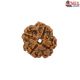 Natural Nepali 4 Mukhi Rudraksha