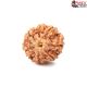 Seven Mukhi Rudraksha 12.70 carat