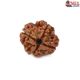 Natural Nepali 4 Mukhi Rudraksha