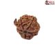 Natural Ganesha Rudraksha 