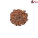 Natural Nepali 11 Mukhi Rudraksha
