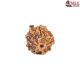 Natural Ganesha Rudraksha 