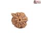 Natural Ganesha Rudraksha 