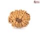 Natural Nepali 11 Mukhi Rudraksha 