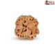 1 Mukhi Under Developed Rudraksha 16 MM