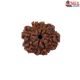 Natural 8 Mukhi Rudraksha