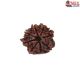 Natural 8 Mukhi Rudraksha