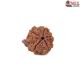 Natural Ganesha Rudraksha 