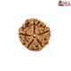 Natural 5 Mukhi Rudraksha 
