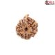 Natural Ganesha Rudraksha 