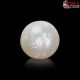  South Sea Pearl (Moti) 6.76 Carat