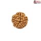 Natural 5 Mukhi Rudraksha 