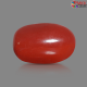 Italian Red Coral 5.92 cts