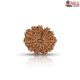 Natural Nepali 11 Mukhi Rudraksha 