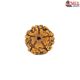 Natural 5 Mukhi Rudraksha 