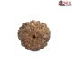 Natural Nepali 10 Mukhi Rudraksha 