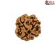 Natural Nepali 4 Mukhi Rudraksha