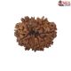 Natural Nepali 11 Mukhi Rudraksha