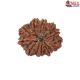 Natural Nepali 11 Mukhi Rudraksha
