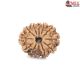 Natural Nepali 12 Mukhi Rudraksha