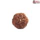 Natural Nepali 6 Mukhi Rudraksha