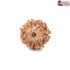 Seven Mukhi Rudraksha 13.20 carat
