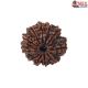 Natural Nepali 11 Mukhi Rudraksha