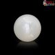  South Sea Pearl (Moti) 6.04 Carat
