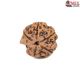 Natural Ganesha Rudraksha 