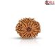 Natural Nepali 11 Mukhi Rudraksha 