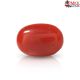 Japanese Red Coral Stone 5.18 Carat