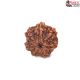 Seven Mukhi Rudraksha 11.5 carat