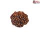 Natural 8 Mukhi Rudraksha