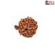 Natural Ganesha Rudraksha 