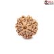 Seven Mukhi Rudraksha 12.00 carat