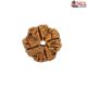 Natural Nepali 4 Mukhi Rudraksha