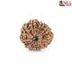 Natural Nepali 9 Mukhi Rudraksha 
