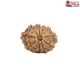 Natural Nepali 12 Mukhi Rudraksha
