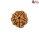Natural 5 Mukhi Rudraksha 