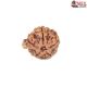 Natural Ganesha Rudraksha 