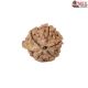 Natural Ganesha Rudraksha 