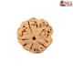 Natural 5 Mukhi Rudraksha 