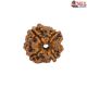 Natural Nepali 4 Mukhi Rudraksha