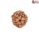 Natural Ganesha Rudraksha 