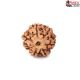 Seven Mukhi Rudraksha 11.05 carat